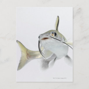 Carte Postale Tete poisson de mer (Hexanematichthys seemanni) 2