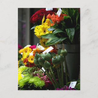 Carte Postale Têtes de coquelicot