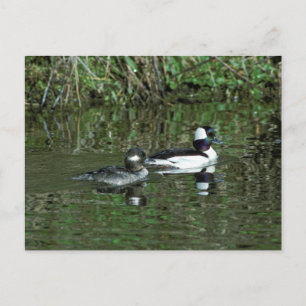 Carte Postale Têtes de lit - Canards de plongée