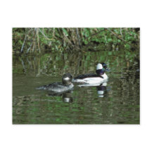Têtes de lit - Canards de plongée