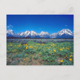 Carte Postale Teton Mountains et Fleurs sauvages