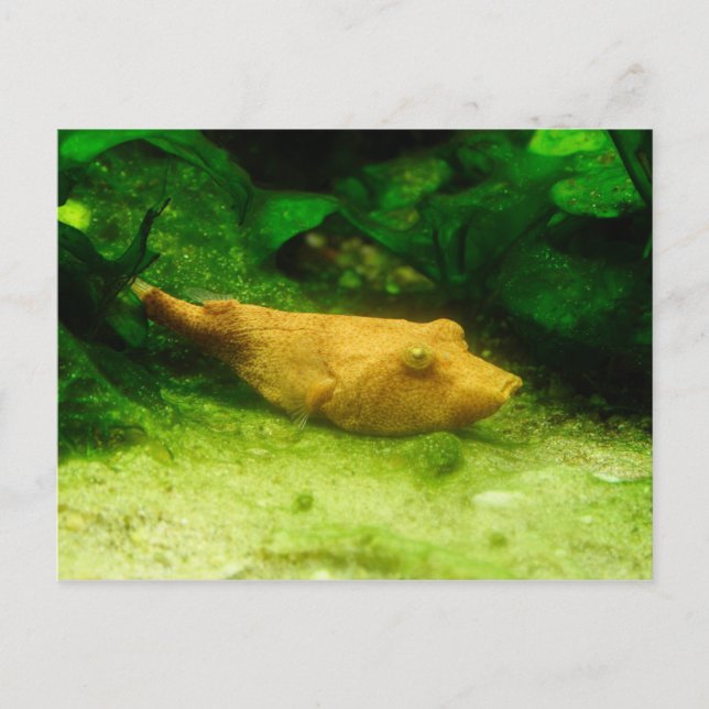 Carte Postale Tetraodon miurus (Devant)