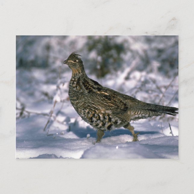 Carte Postale Tétras rouillé debout dans des bois enneigés (Devant)