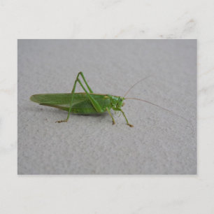 Carte Postale Tettigonia viridissima