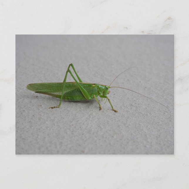 Carte Postale Tettigonia viridissima (Devant)