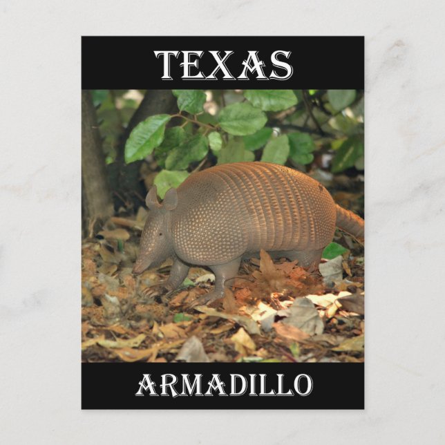 Carte Postale Texas Armadillo (Devant)