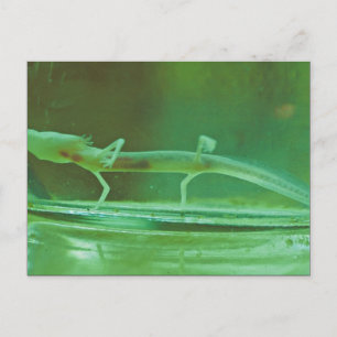 Carte Postale Texas Blind Salamander