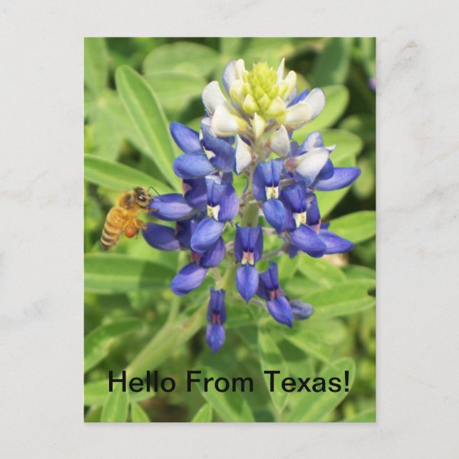 Carte postale Texas Bluebonnet (Devant)