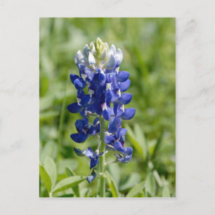 Carte postale Texas Bluebonnet Flower