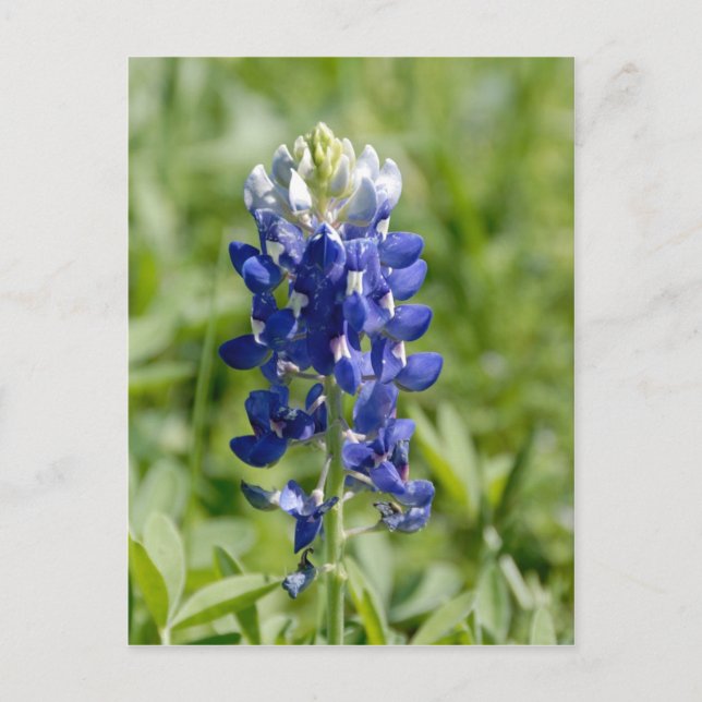Carte postale Texas Bluebonnet Flower (Devant)
