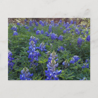CARTE POSTALE TEXAS BLUEBONNETS