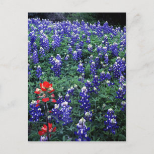 Carte Postale Texas Bluebonnets et pinceau indien