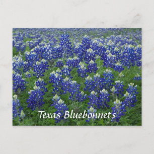 Carte Postale Texas Bluebonnets Field Photo