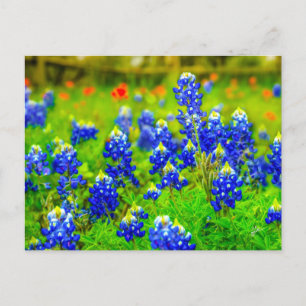 Carte Postale Texas Bluebonnets Indian Paintbrush
