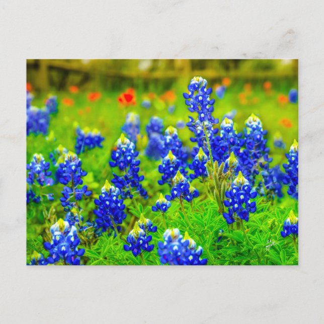 Carte Postale Texas Bluebonnets Indian Paintbrush (Devant)