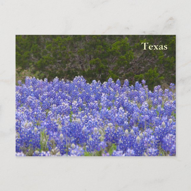 Carte Postale Texas Field of Bluebonnets (Devant)
