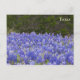 Carte Postale Texas Field of Bluebonnets (Devant)