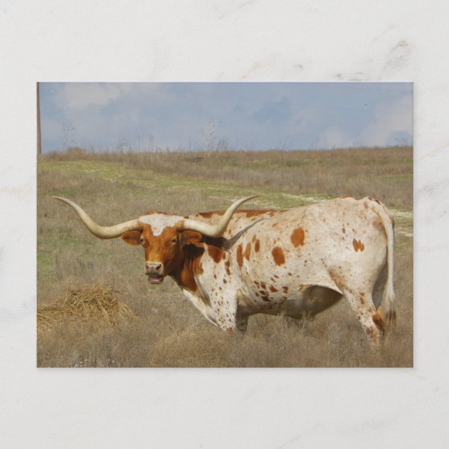 Carte Postale Texas Long Horn (Devant)