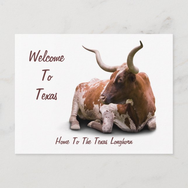 Carte postale Texas Longhorn (Devant)