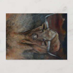 Carte Postale Texas Longhorn Bull