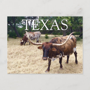 Carte postale Texas Longhorn Cattle