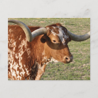 Carte Postale Texas Longhorn Closeup