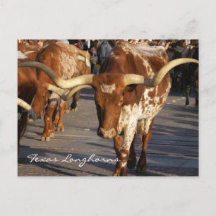 Carte postale Texas Longhorns