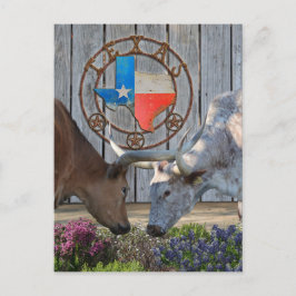 Carte Postale Texas Longhorns In Love