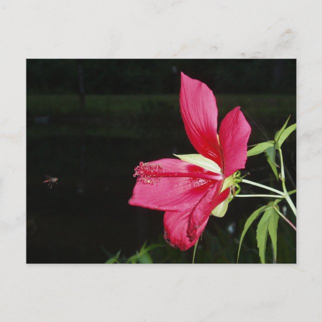 Carte postale Texas Star Hibiscus (Devant)