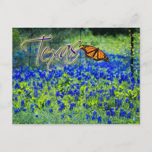 Carte Postale Texas State Flower - Bluebonnets