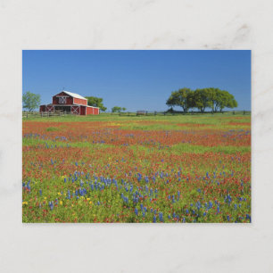 Carte Postale Texas, Texas Hill Country, Castilleja indivisa