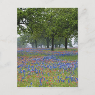 Carte Postale Texas, Texas Hill Country, Texas Paintbrush