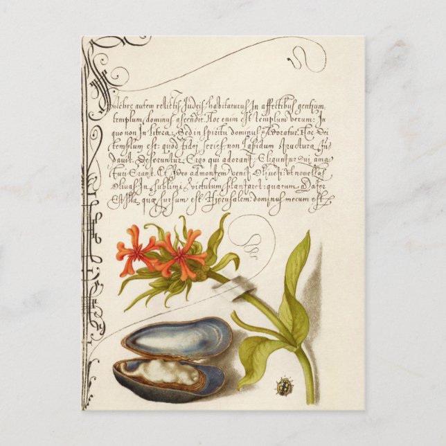 Carte Postale Texte de calligraphie antique illustration botaniq (Devant)