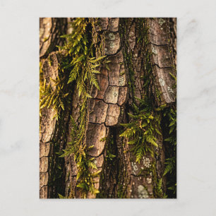 Carte Postale Texture de l'écorce d'arbre forestier moussu