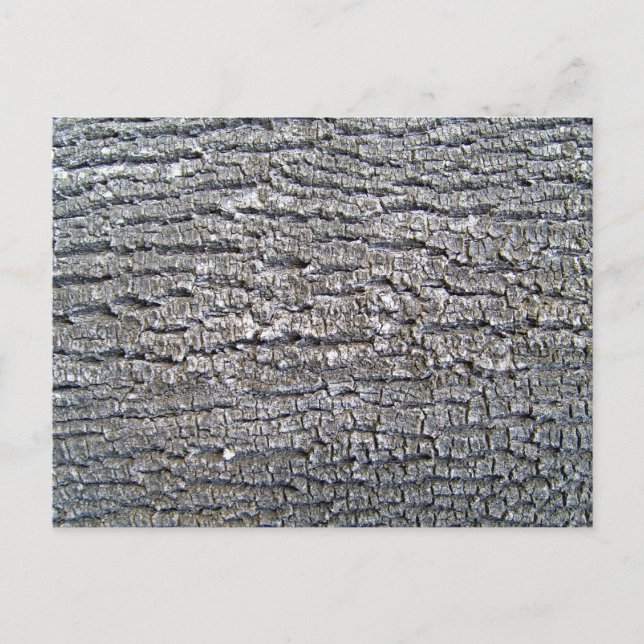 Carte Postale Texture de l'écorce d'arbre horizontale (Devant)