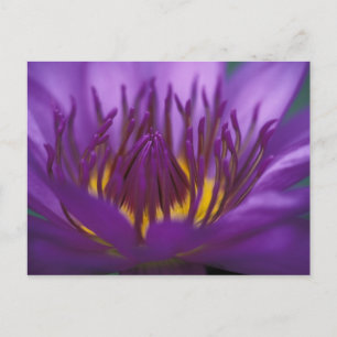 Carte Postale Thaïlande, Bangkok, Lotus pourpre et jaune 2