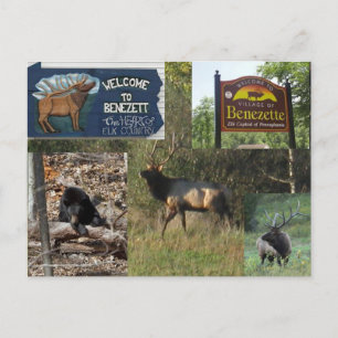 Carte Postale ThBA Elk BENEZETTE PA