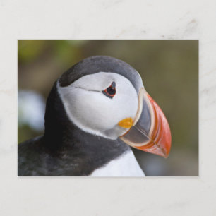 Carte Postale The Atlantic Puffin, a pelagic seabird