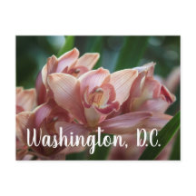 Thé au lait Orchidée Washington, D.C