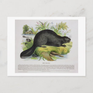 Carte Postale The Beaver, pub d'illustration pédagogique. par S.
