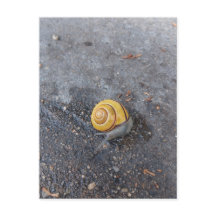 The Garden Snail Postcard