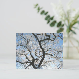 Carte Postale The Oak Tree in Winter