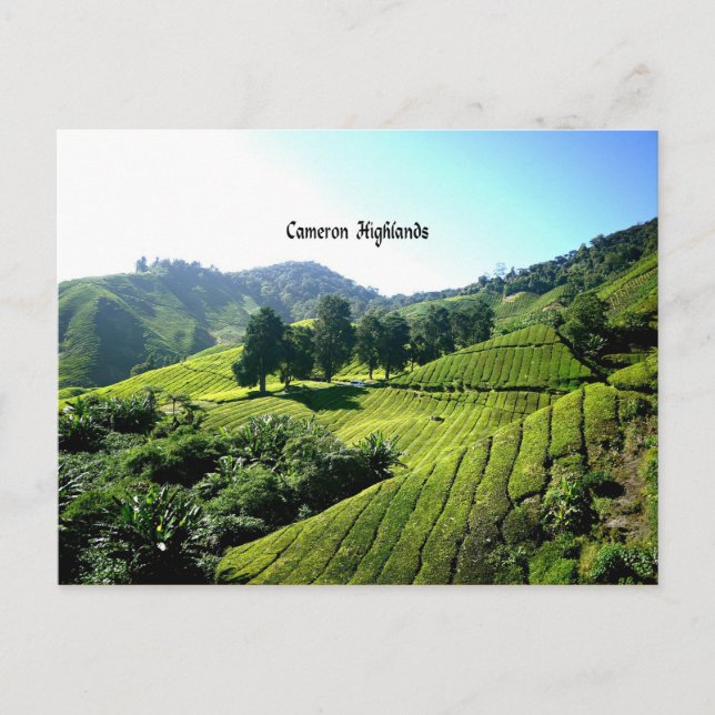 Carte Postale Thé Plantation, Cameron Highlands, Malaisie (Devant)