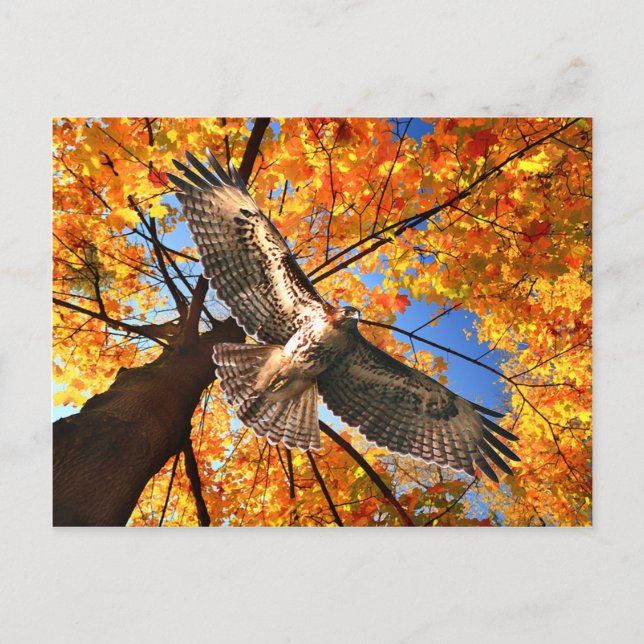 Carte postale "The Sunday Hawk" (Devant)