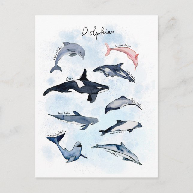 Carte Postale Thème de fête dauphin dessin aquarelle pour enfant (Devant)