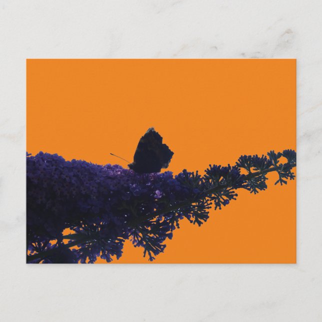 Carte Postale Thistère papillon sur papillon Bush do-it-yourself (Devant)