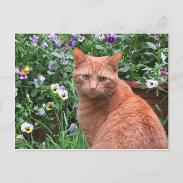 Carte postale Thomas Leo (Devant)