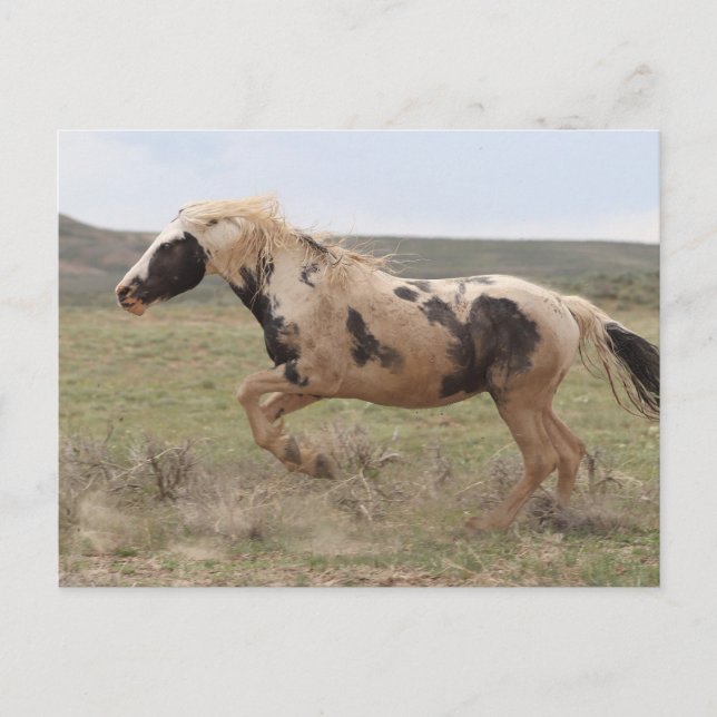 Carte Postale Thor McCullough Peaks (Devant)