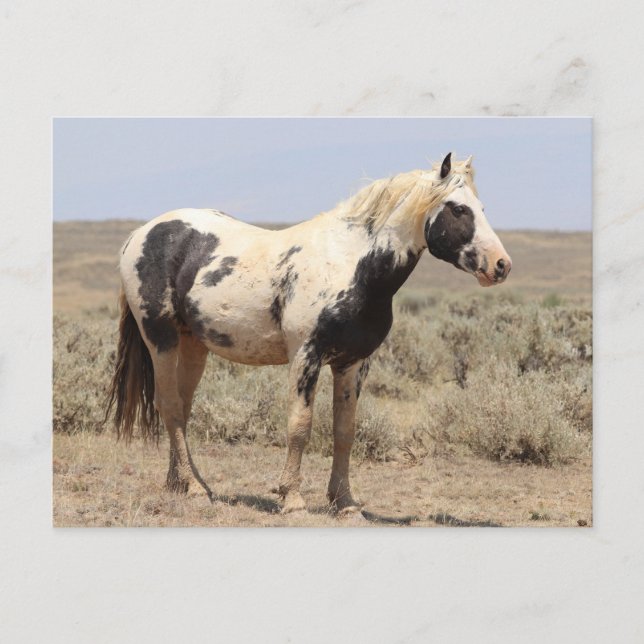 Carte Postale Thor McCullough Peaks Wild Horse (Devant)