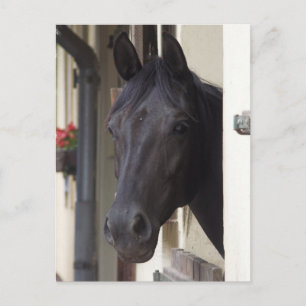 Carte postale Thoroughbred Friesian Cross